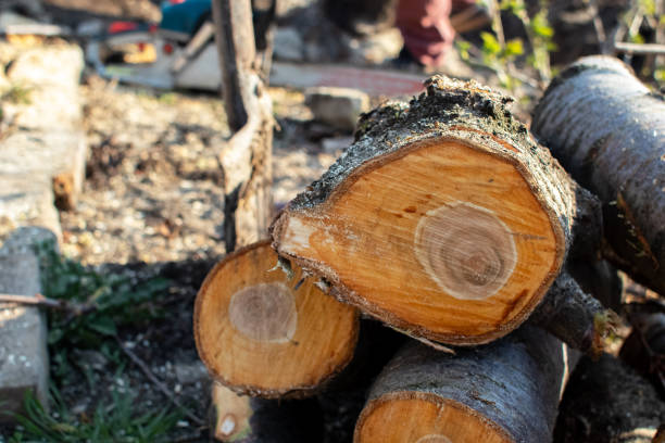 Orion, IL Tree Care Company